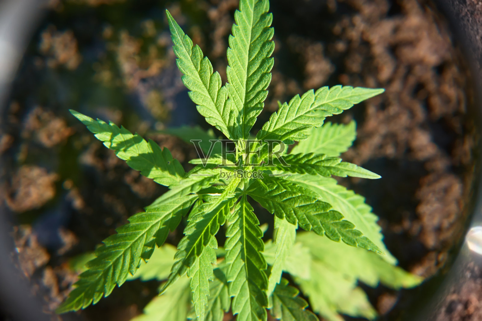 工业大麻种植园。大麻药用概念CBD油，药用提取物。绿叶大麻植物照片摄影图片