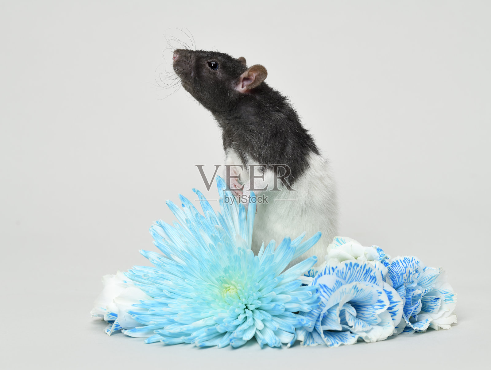 家鼠吃花照片摄影图片