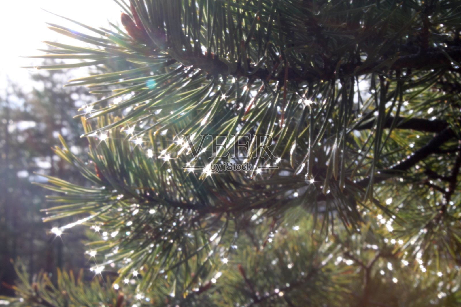 闪闪发光的雨滴落在松针上照片摄影图片