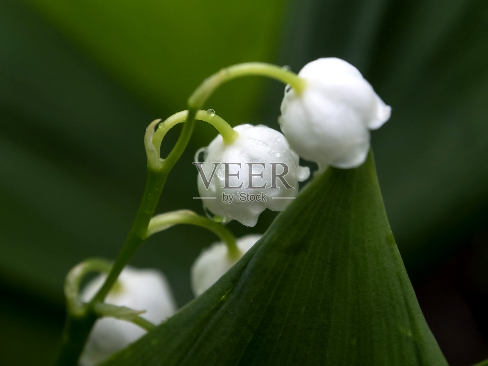 百合花的山谷花在一场清雨中带着雨滴，聚焦范围狭窄，宏观照片摄影图片