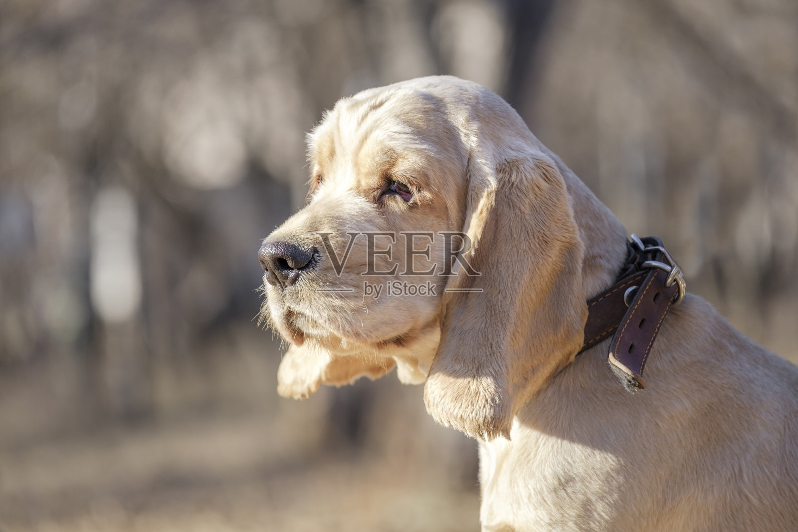 英国可卡犬在公园散步。照片摄影图片