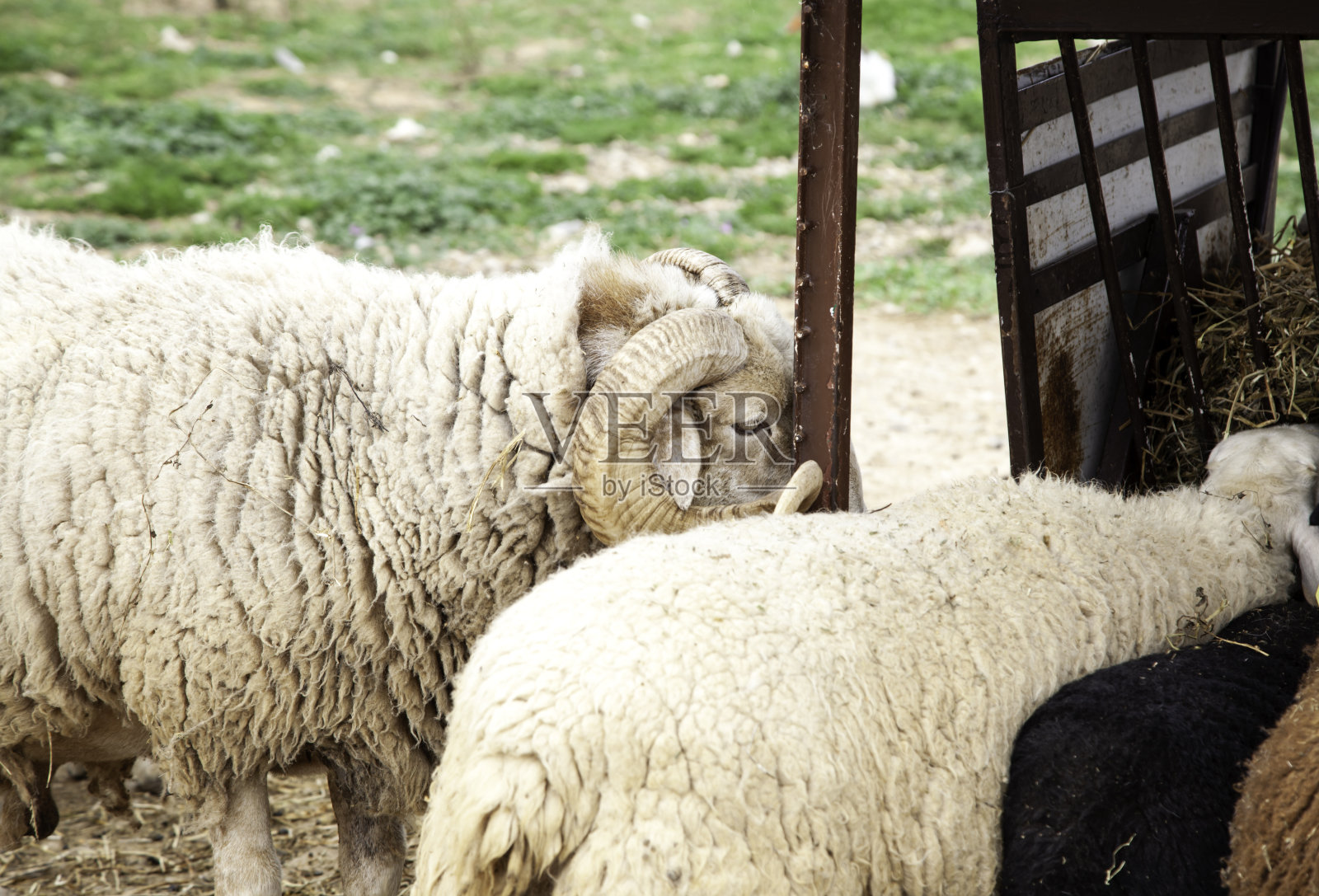 羊在农场照片摄影图片