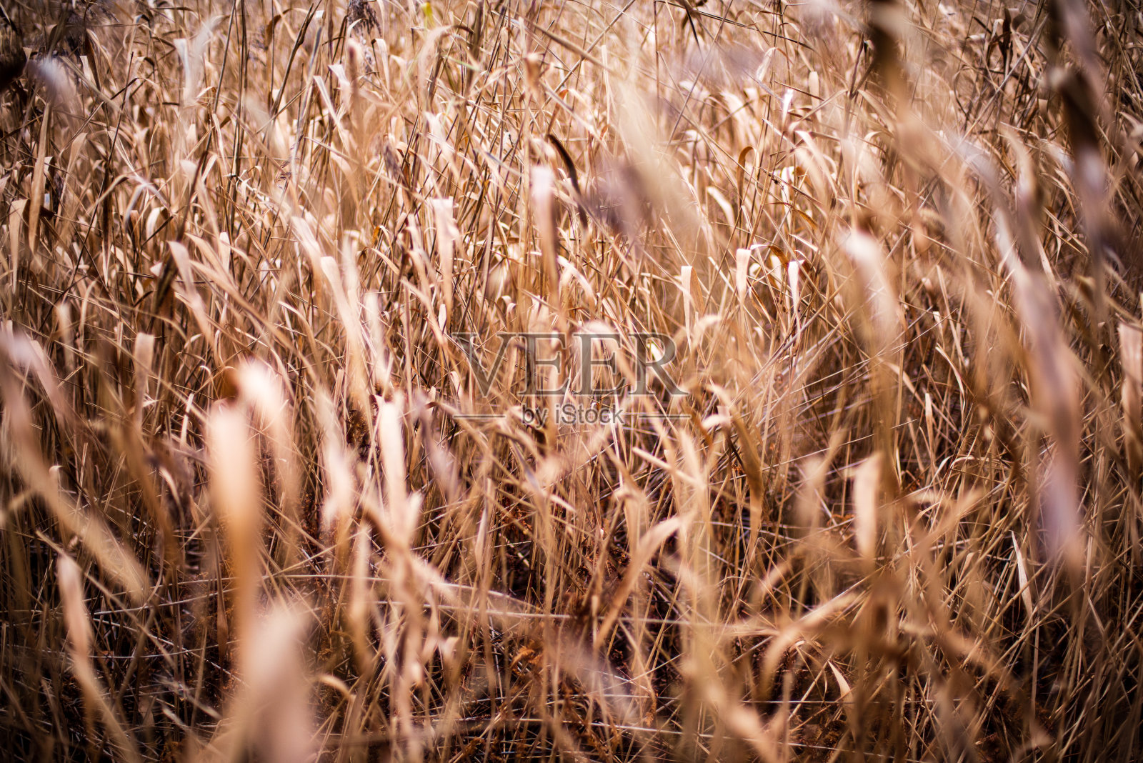 干燥的草弯曲模糊的背景纹理照片摄影图片