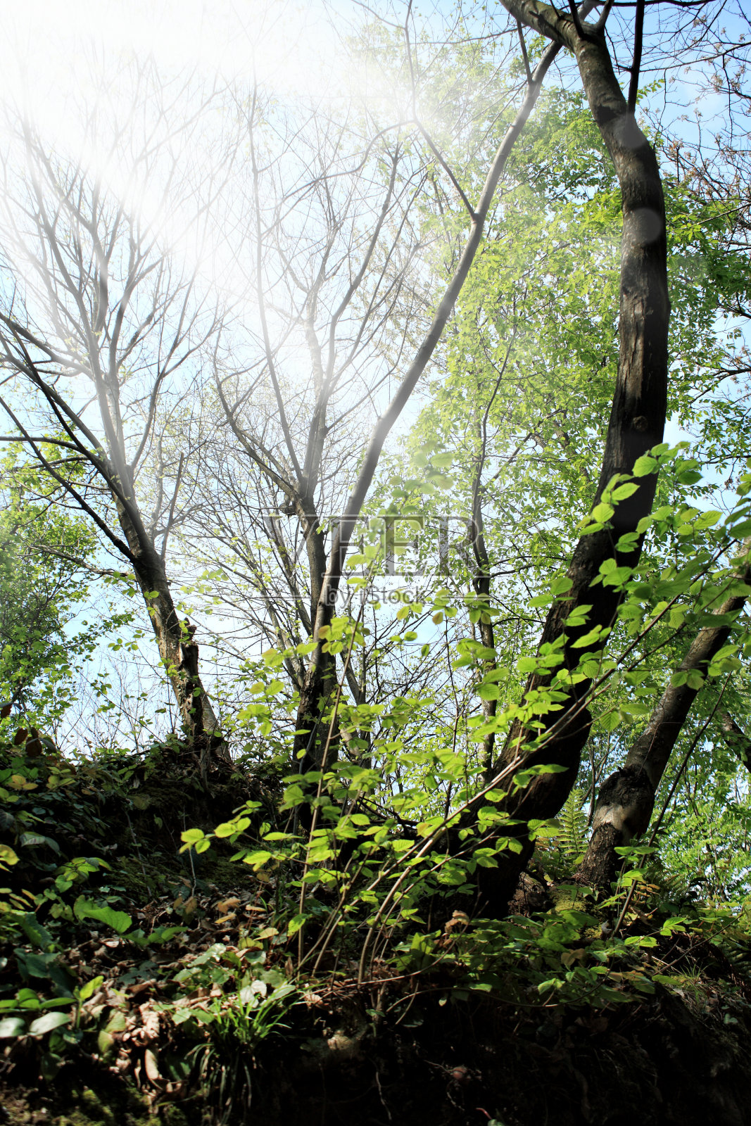 绿叶树在森林和光束照片摄影图片