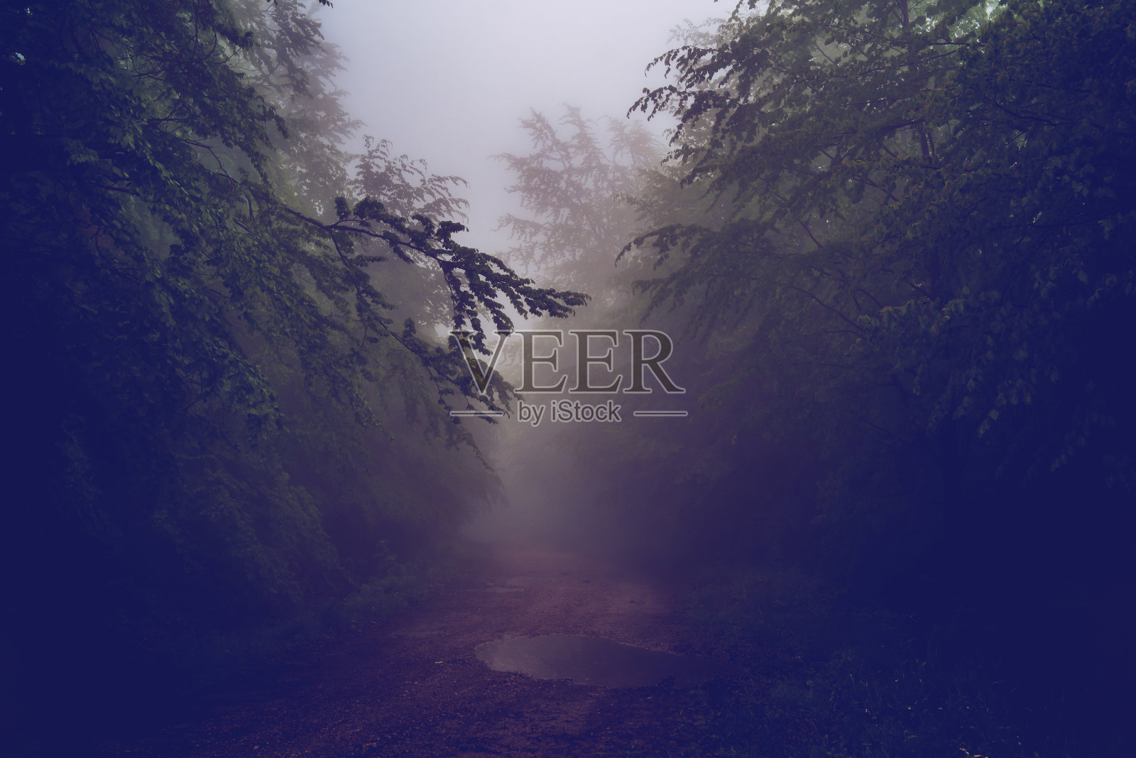 山路，小路，树木，森林，山脉，黑暗，雾，雾，雨天照片摄影图片