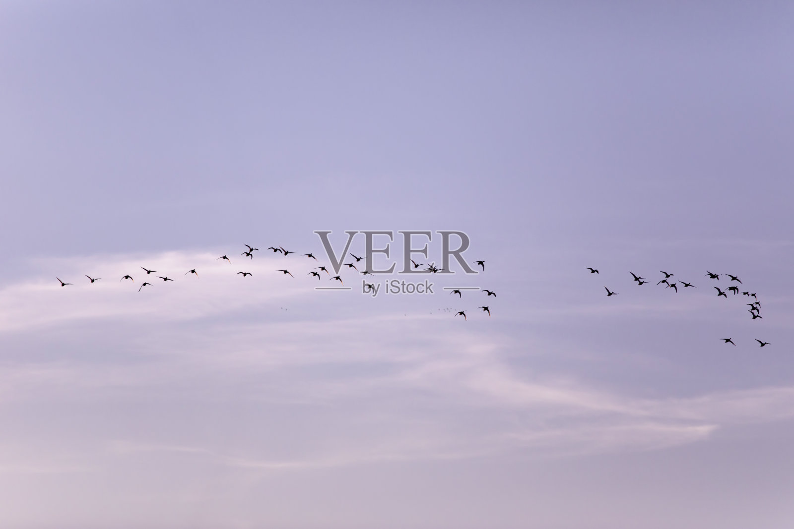 飞翔的鸟。照片摄影图片