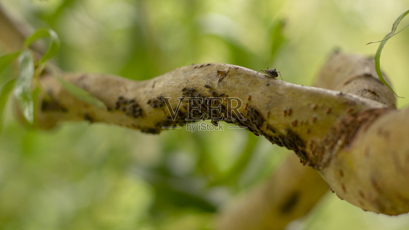 黑色蚜虫在树枝的绿色树皮上照片摄影图片