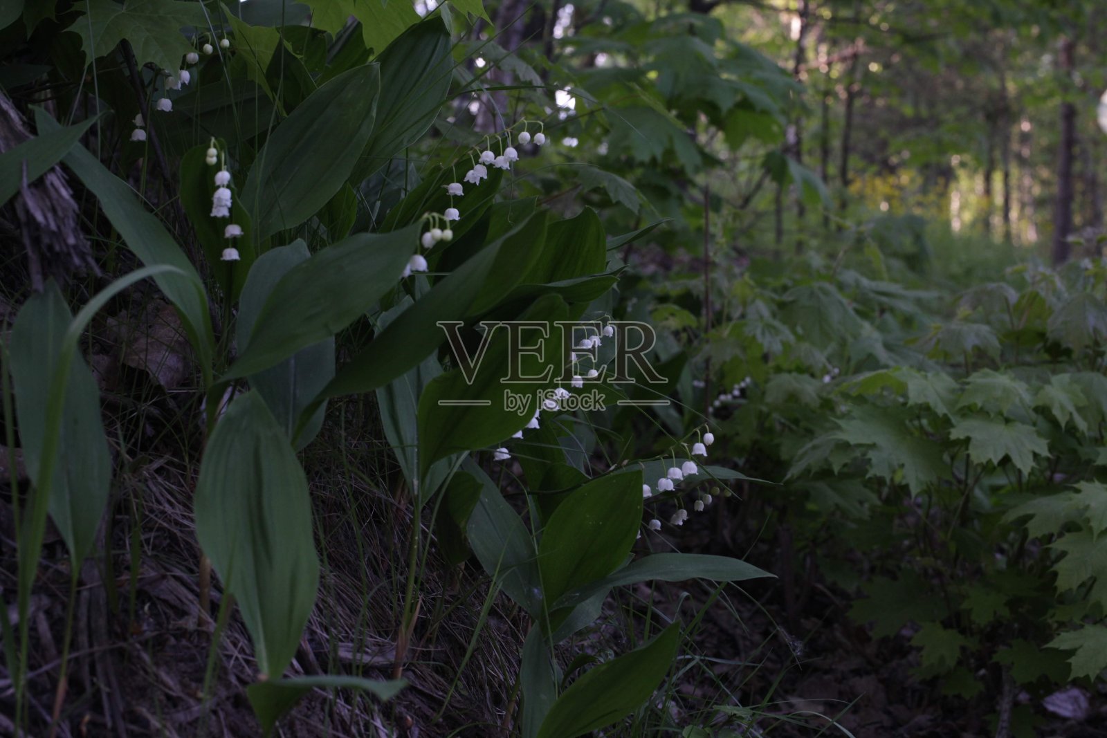 铃兰和枫叶照片摄影图片