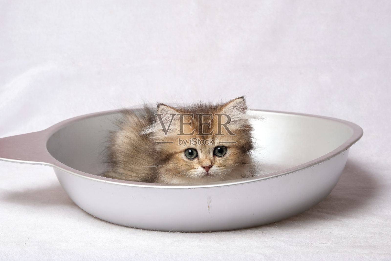 房间里的英国短毛猫照片摄影图片