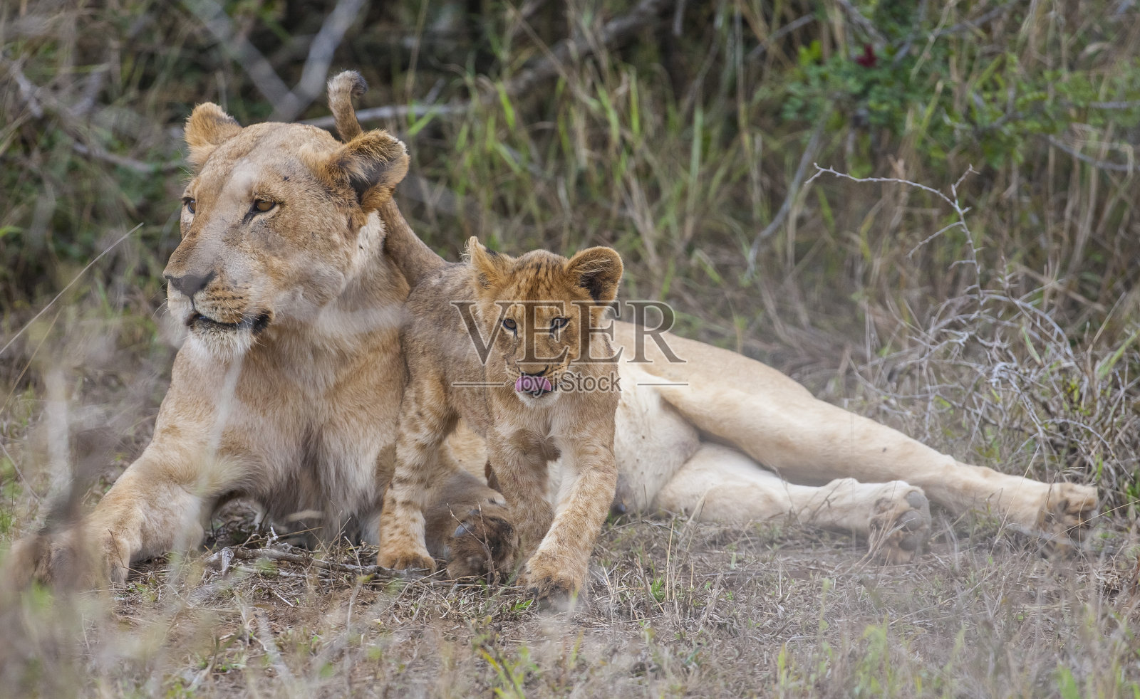 狮子照片摄影图片