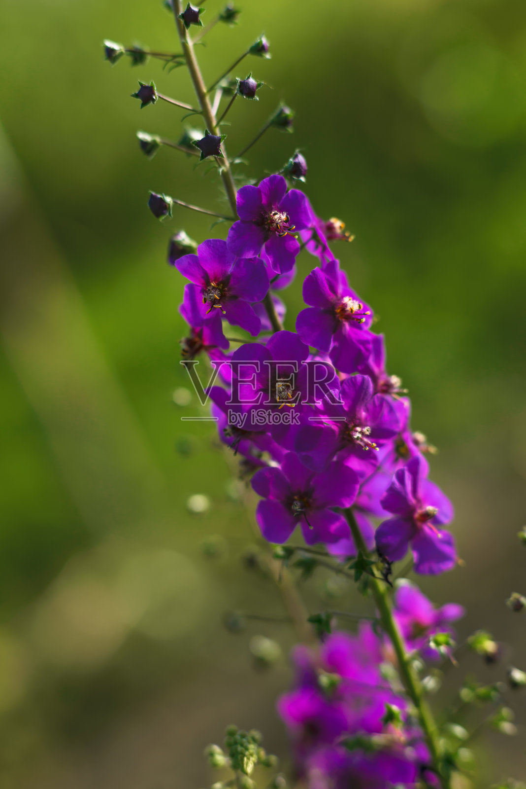 美丽的紫色野地花。Verbascum phoeniceum照片摄影图片