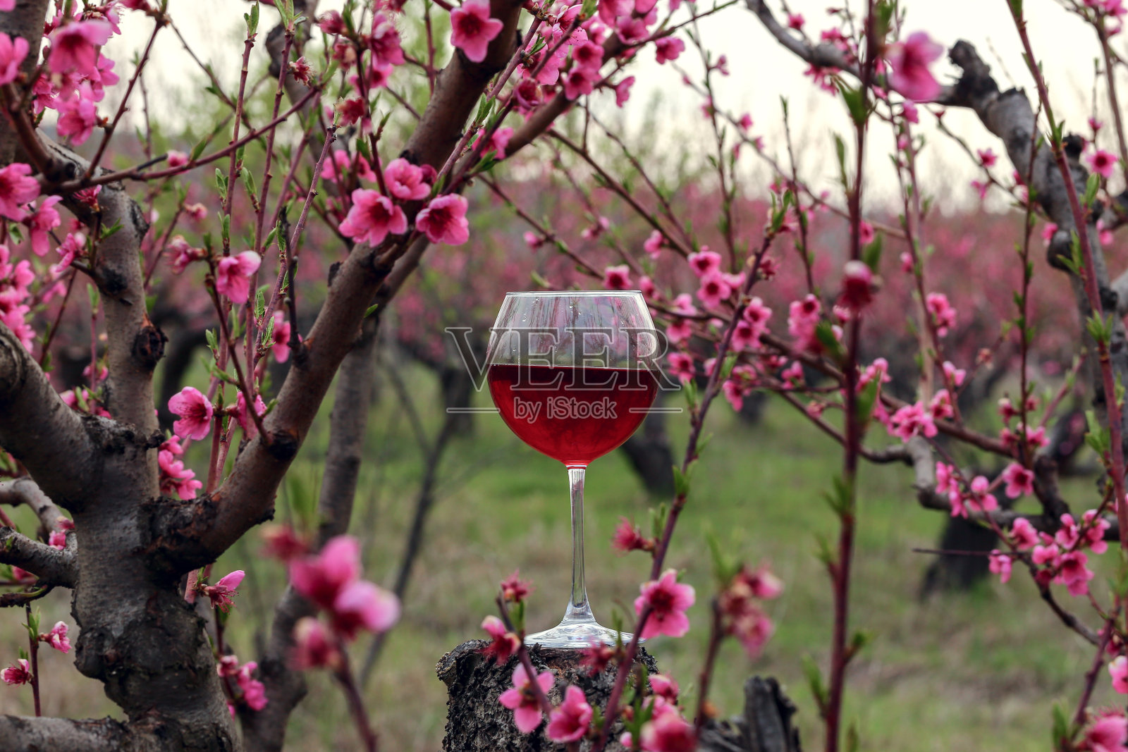 桃树花园的红酒酒杯照片摄影图片