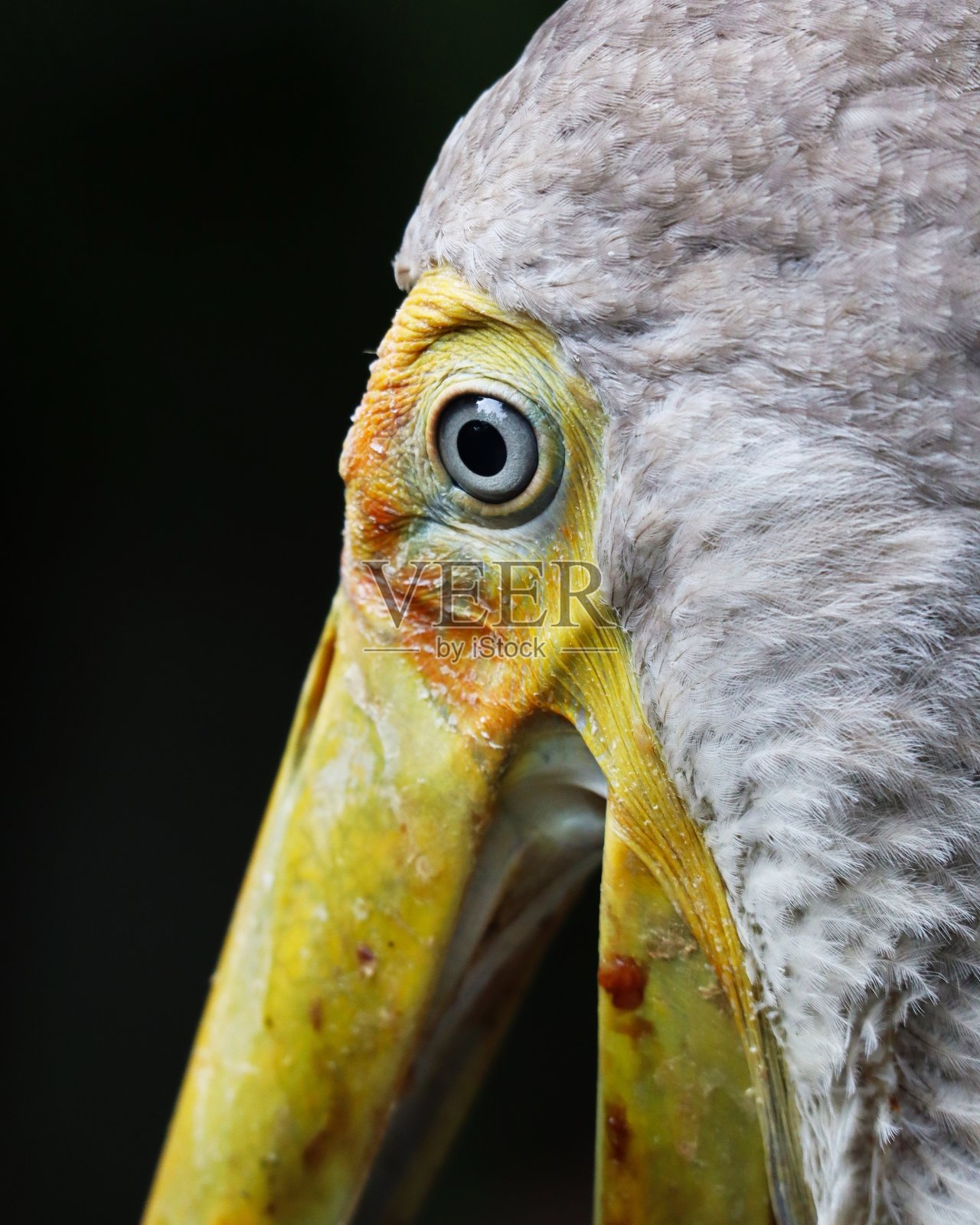 不朽的清单照片摄影图片