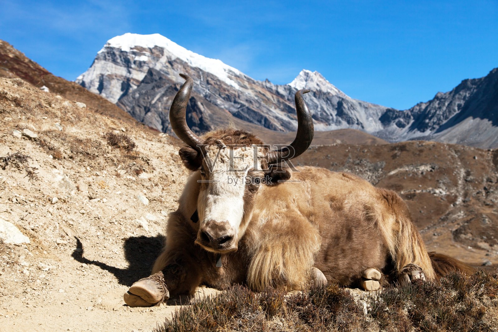 前往珠峰大本营——尼泊尔喜马拉雅山的牦牛照片摄影图片