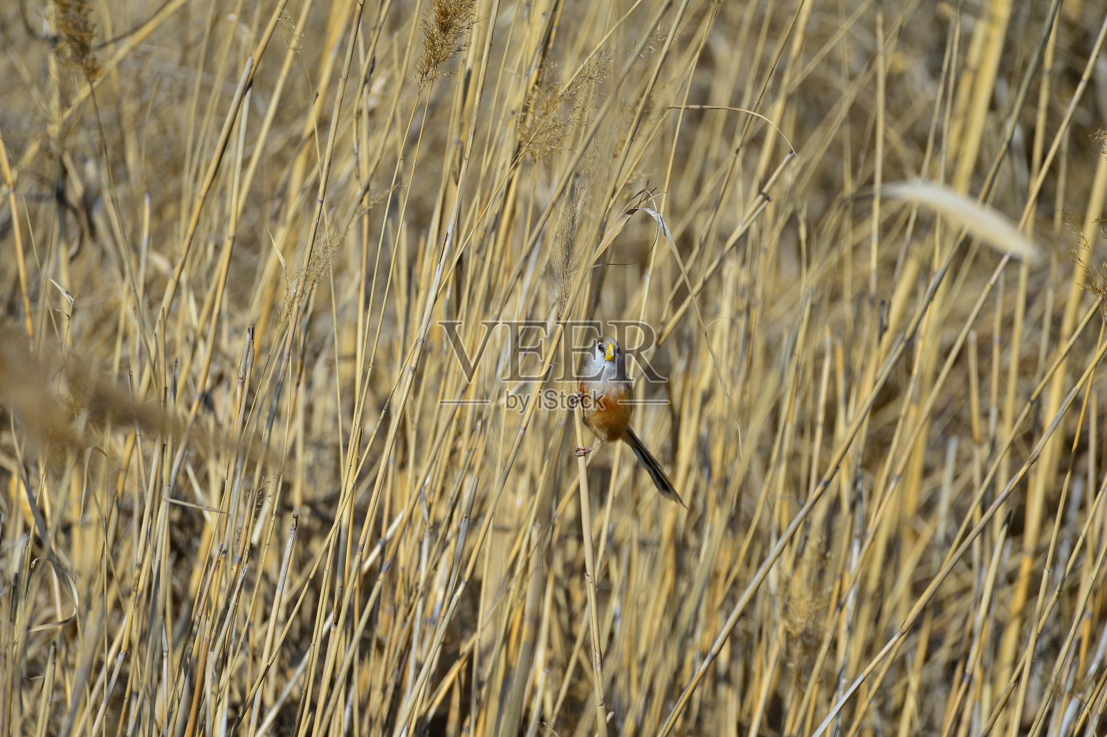 芦苇里的一只鸟照片摄影图片
