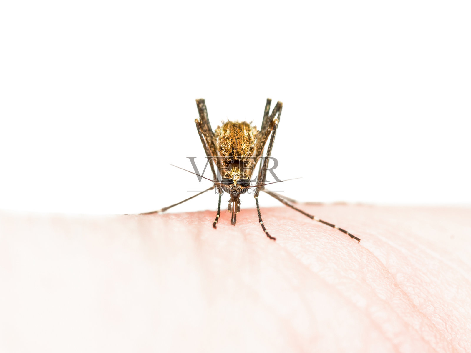黄热病，疟疾或寨卡病毒感染的蚊虫叮咬在白色背景分离照片摄影图片