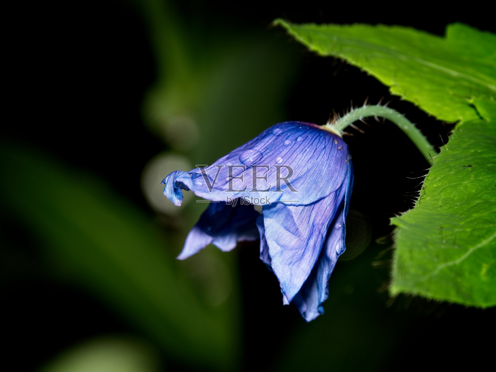 蓝色花的喜马拉雅蓝色西藏罂粟照片摄影图片