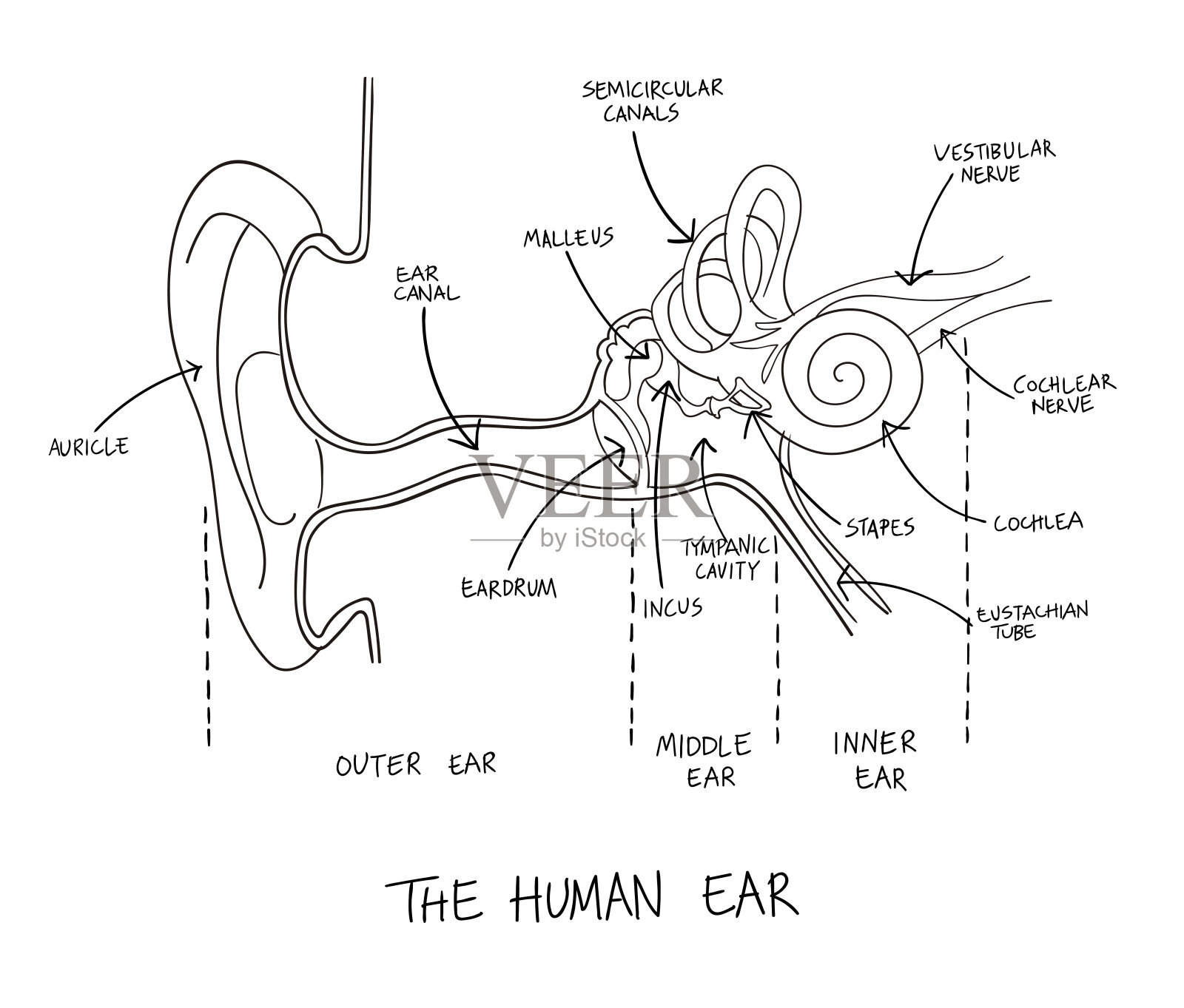 人耳解剖学手绘插图。插画图片素材