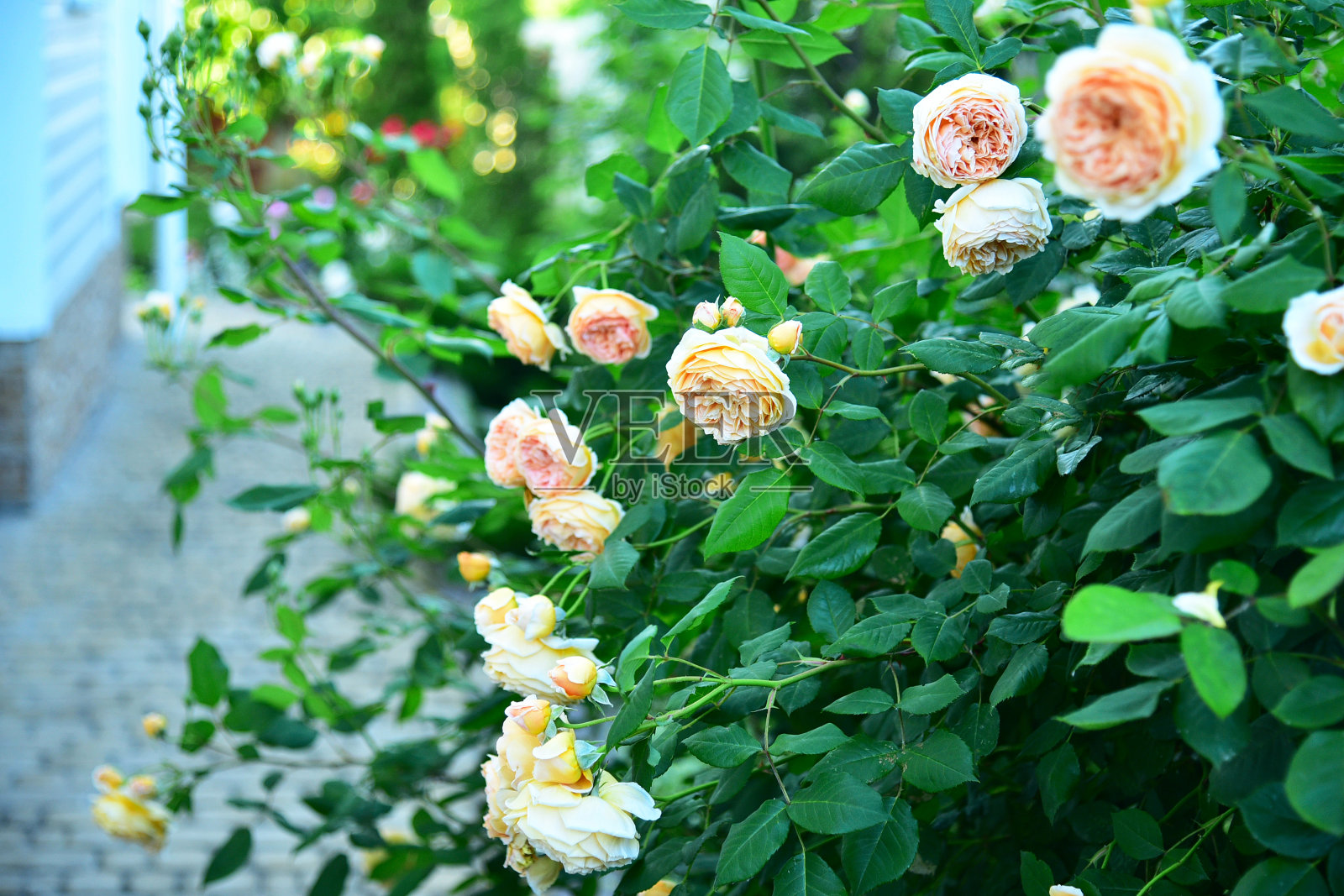 在春天的花园里，玫瑰丛中长着黄色的玫瑰。特写镜头。照片摄影图片
