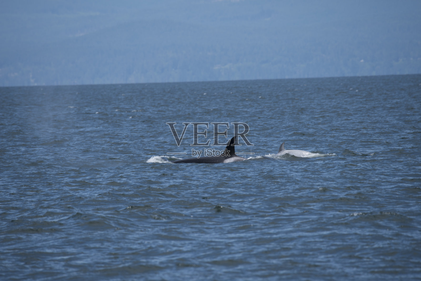 虎鲸群照片摄影图片