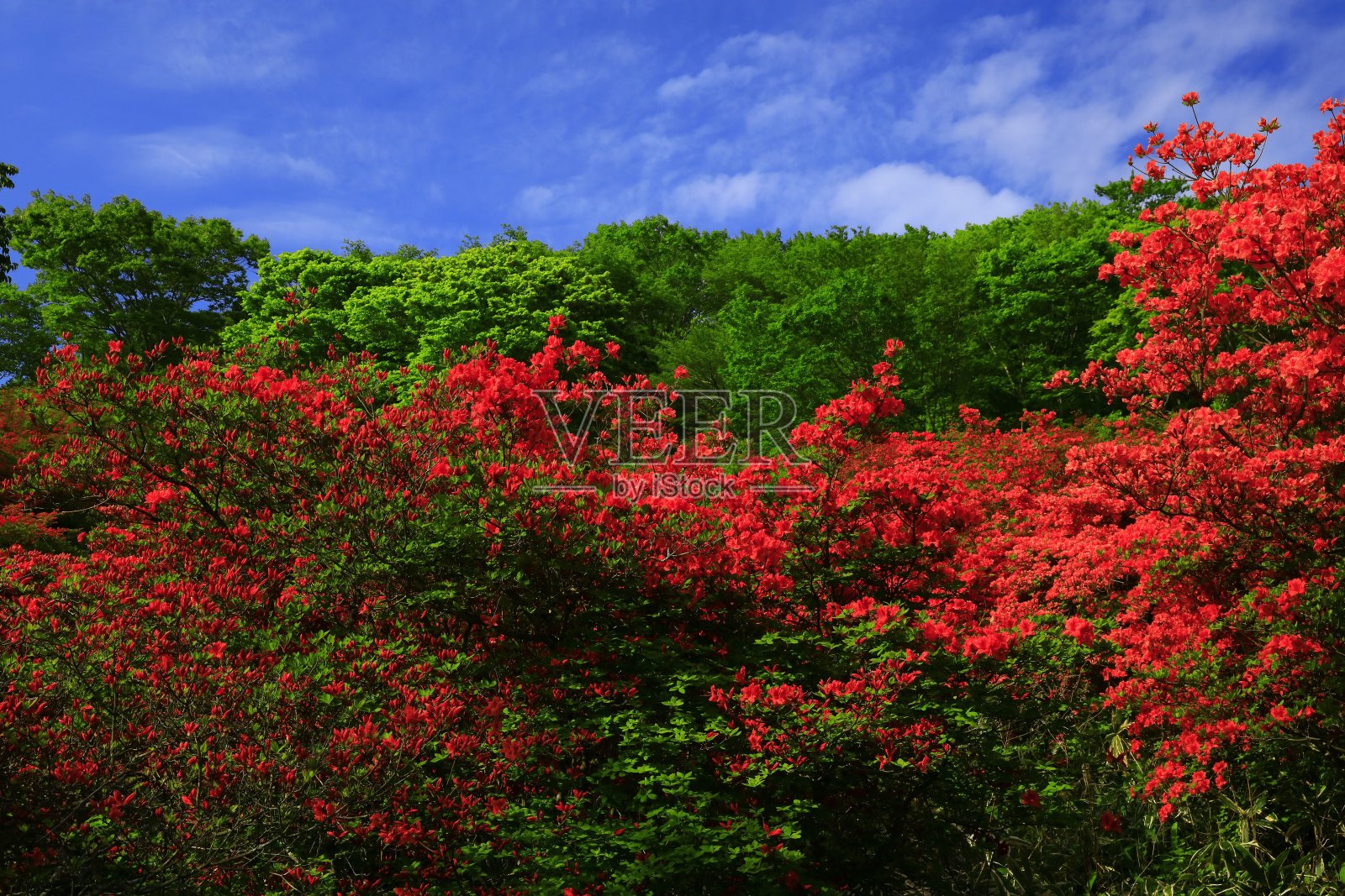 杜鹃花盛开的山照片摄影图片