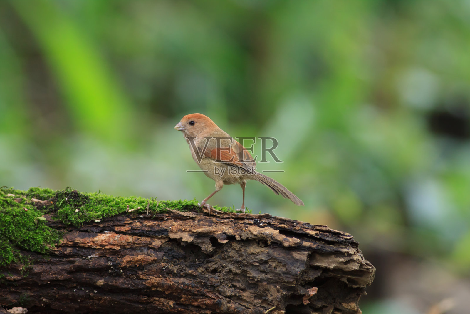 鸟栖息在树上的特写镜头照片摄影图片
