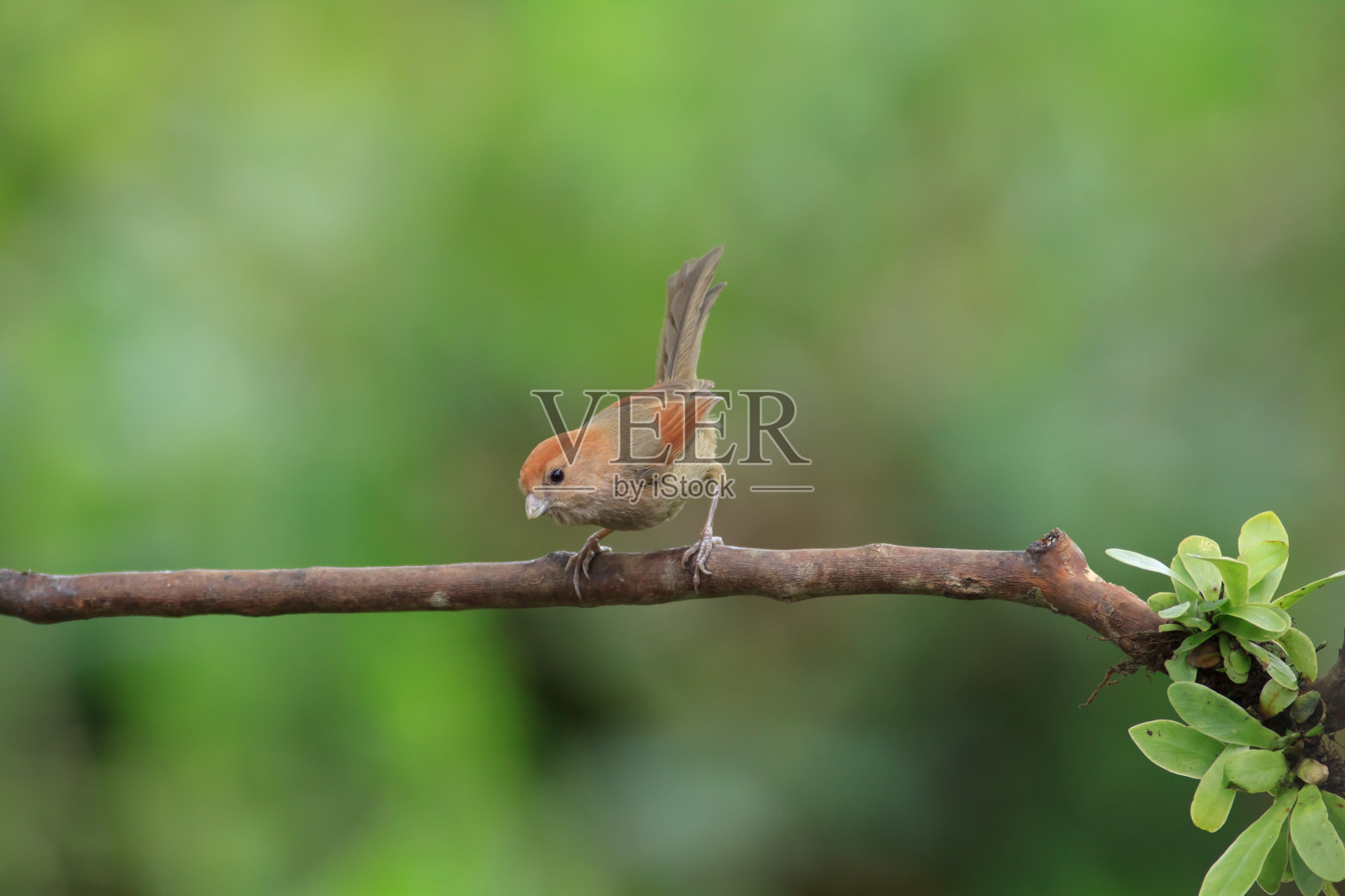 鸟栖息在树枝上的特写镜头照片摄影图片