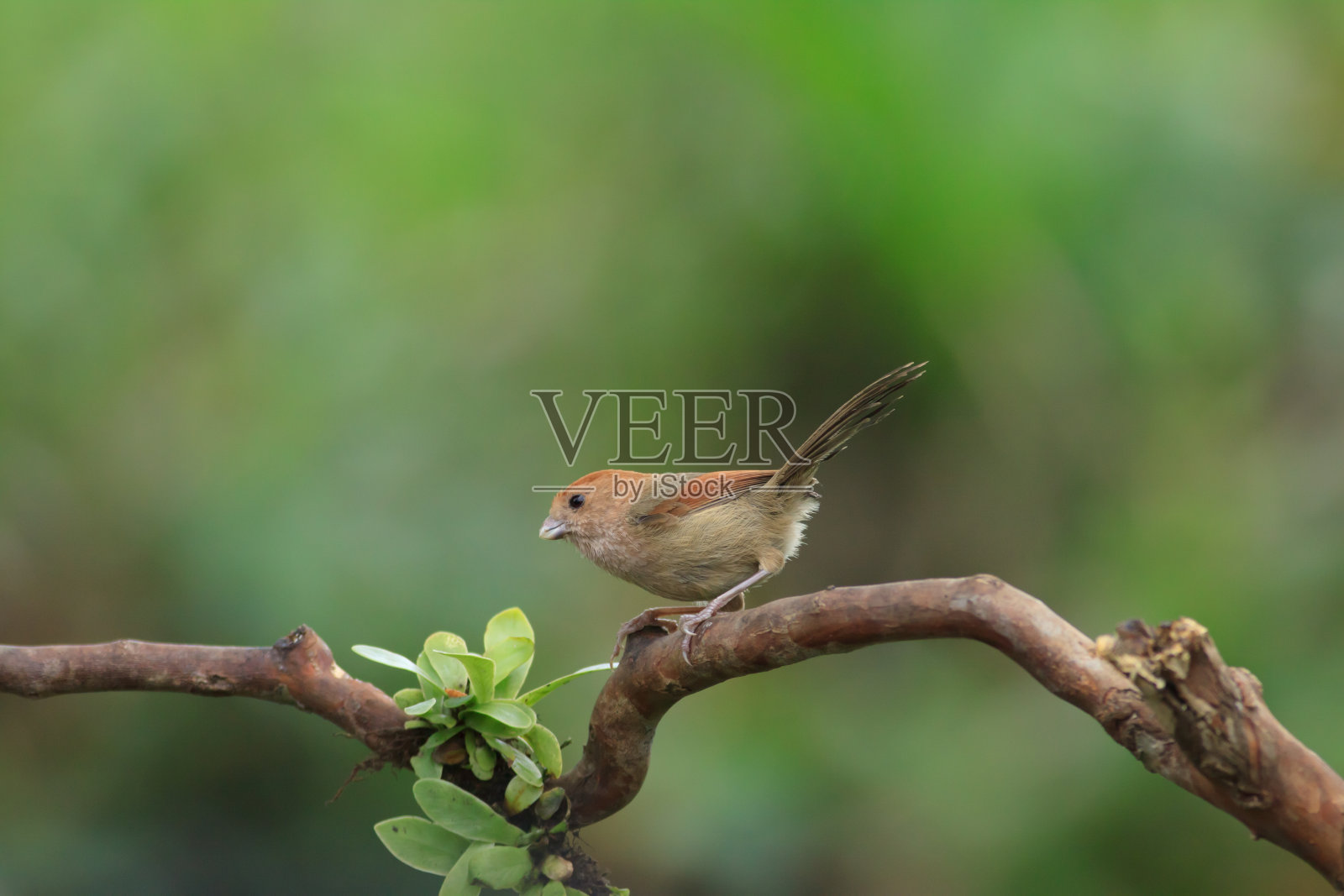 栖息在树枝上的鸟照片摄影图片