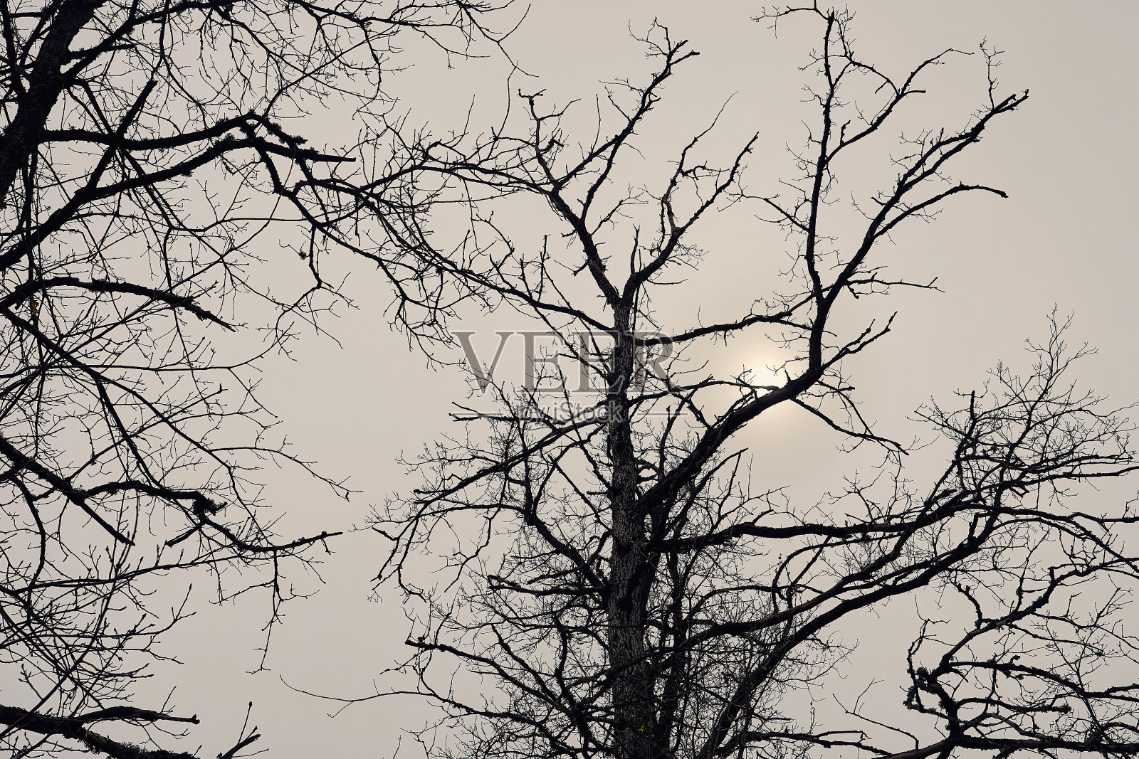 摘要干燥裸枝背景照片摄影图片