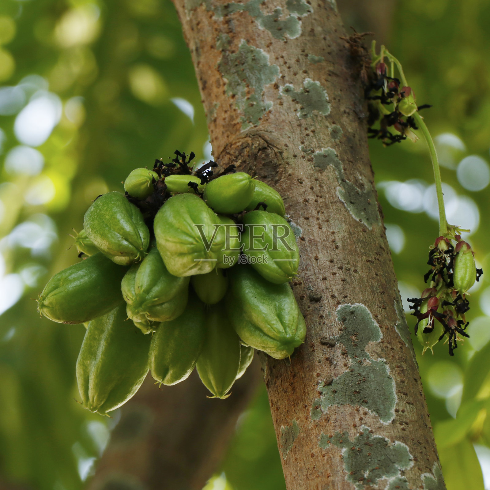 阿威罗照片摄影图片