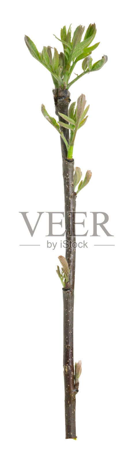 花楸，花楸属植物，分离于白色背景上照片摄影图片