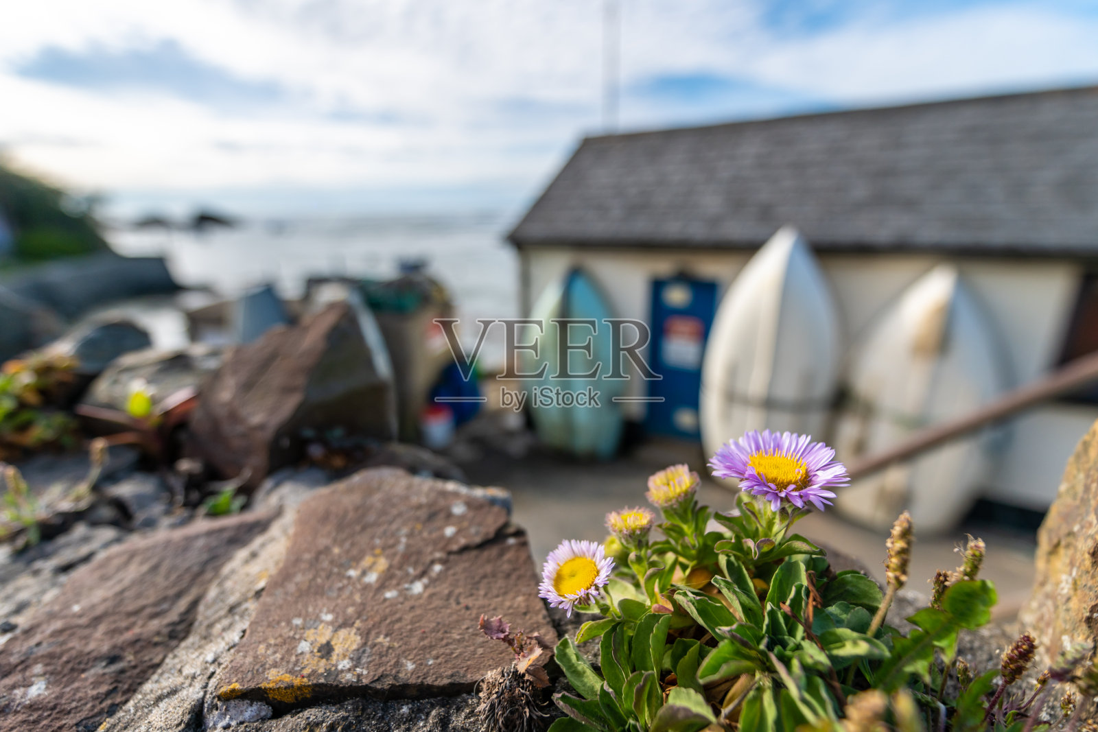 康沃尔布德海岸的鲜花照片摄影图片