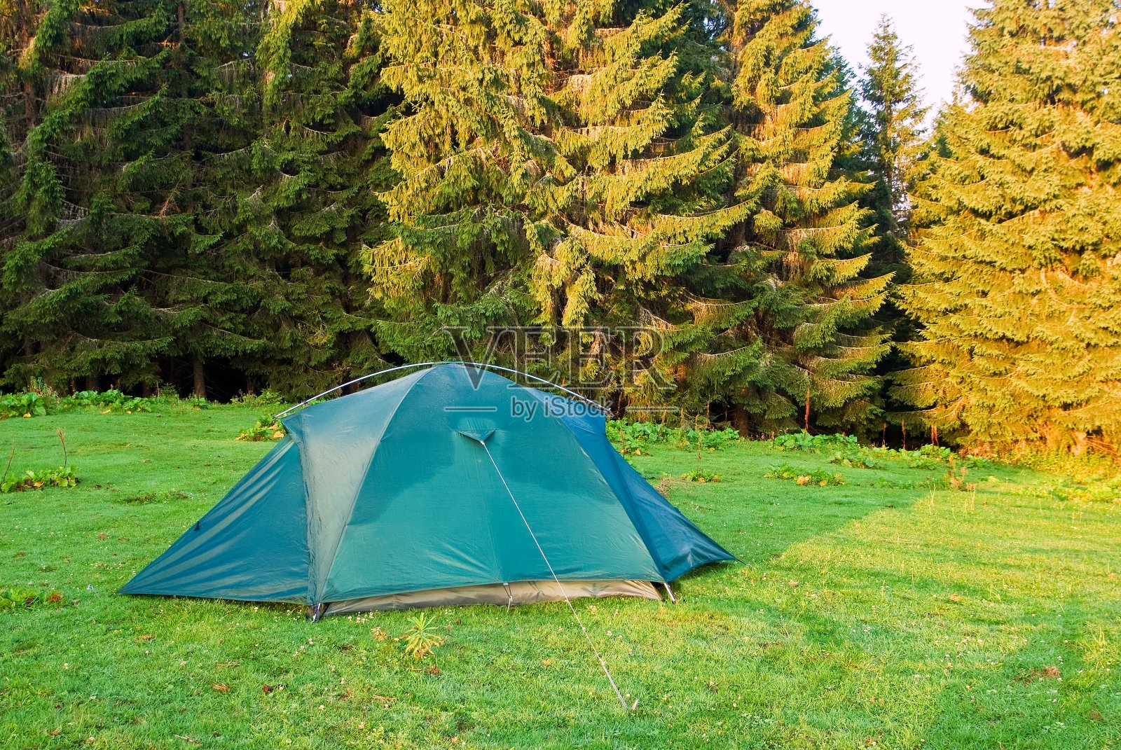 清晨，林中空地上的绿色旅游帐篷照片摄影图片