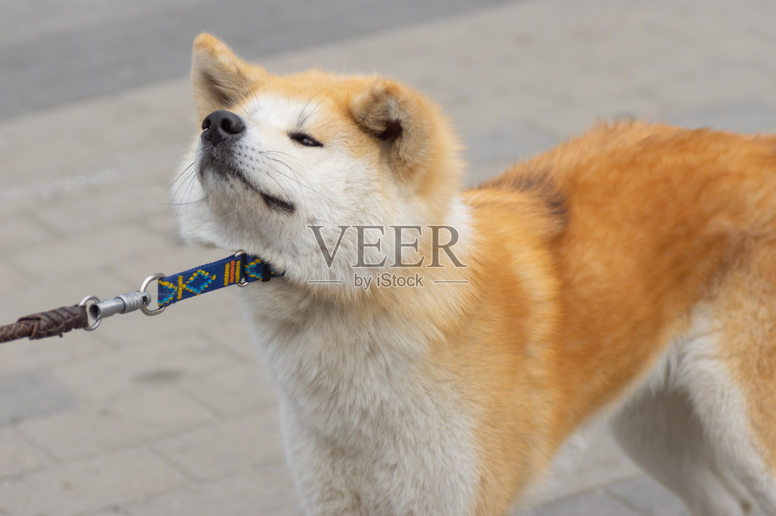 画像的年轻的棕色和白色秋田犬拉皮带照片摄影图片