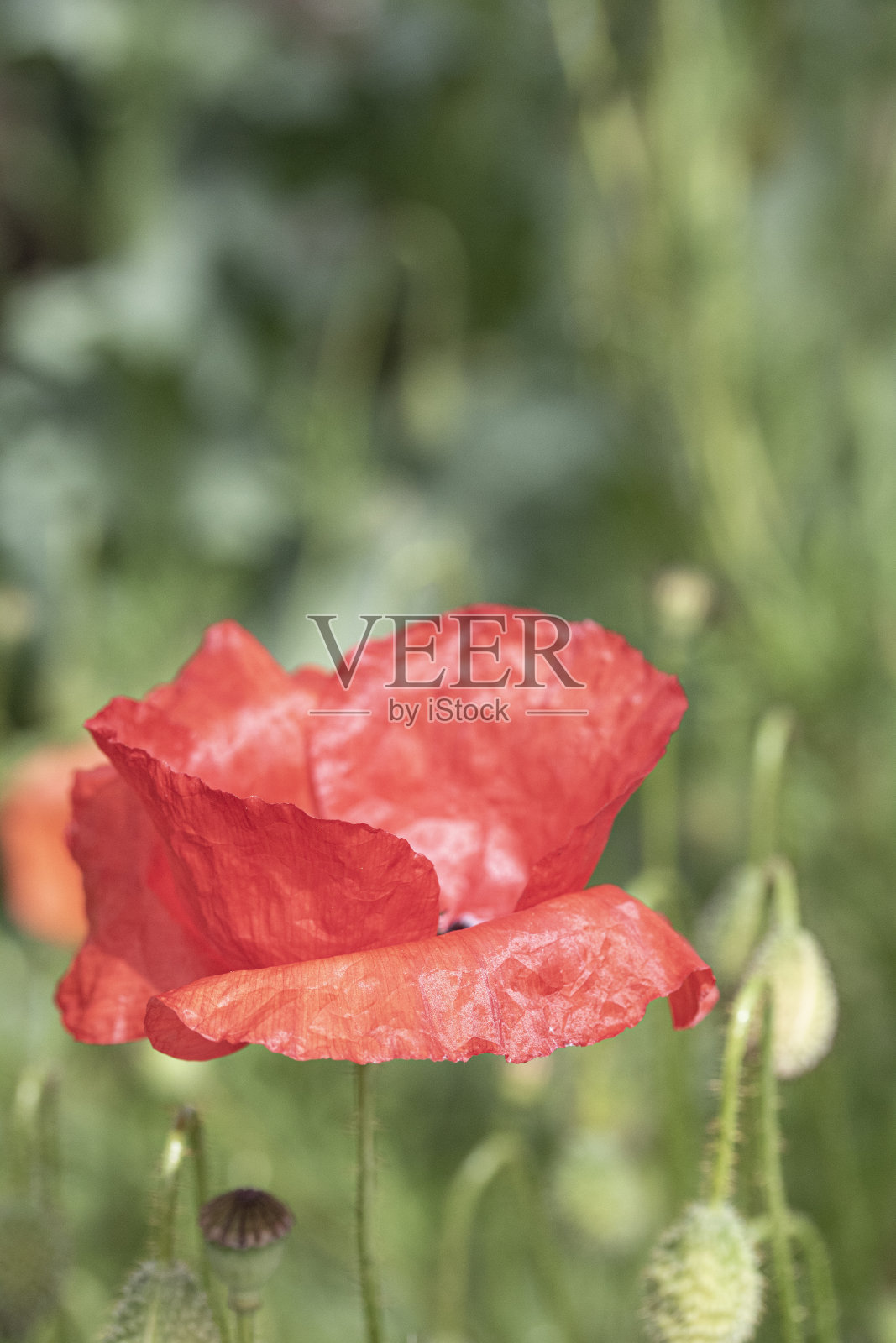 漂亮的红色大罂粟在花园草地照片摄影图片