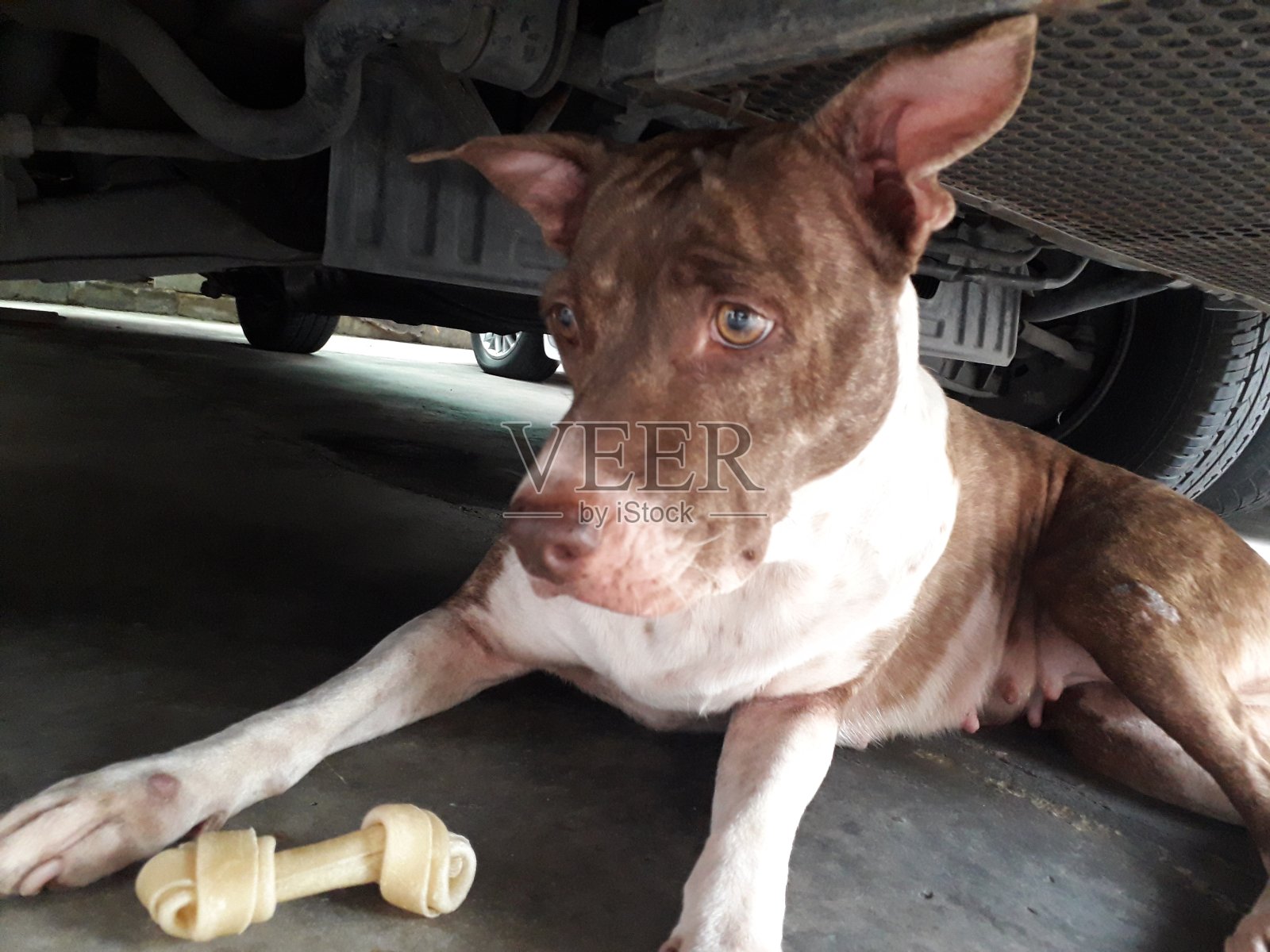 棕色的狗。照片摄影图片