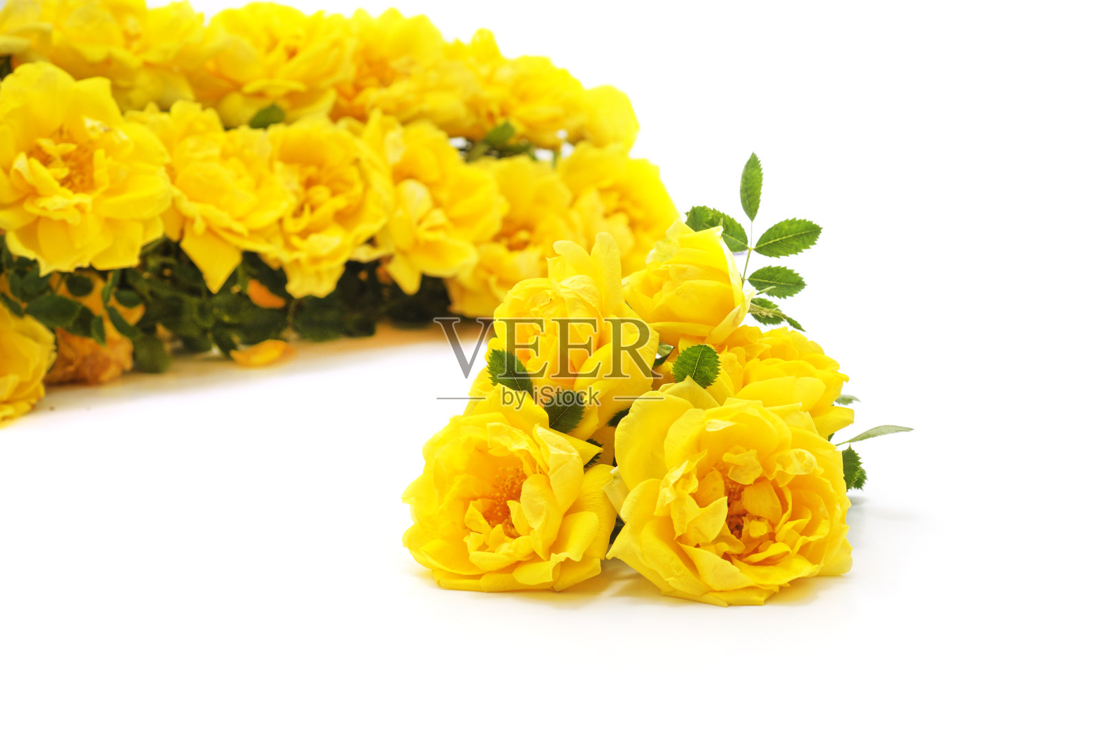 一束黄玫瑰。照片摄影图片