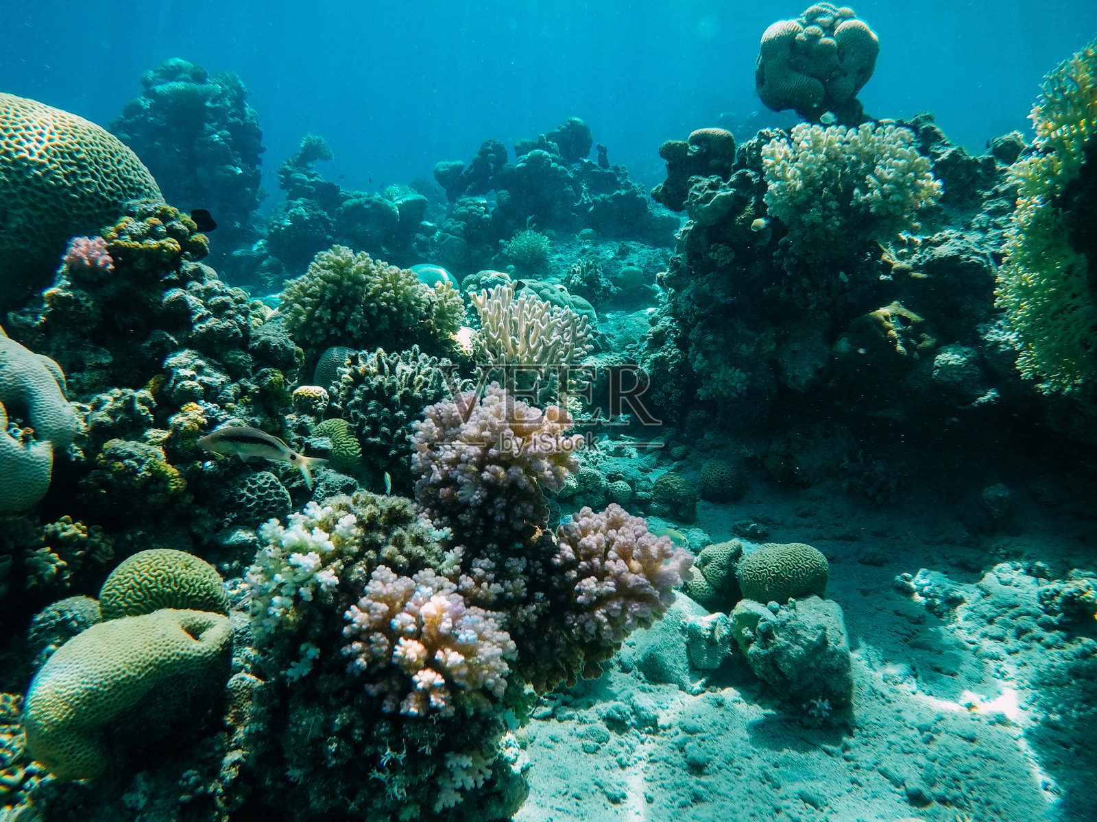 红海中的水下珊瑚礁照片摄影图片