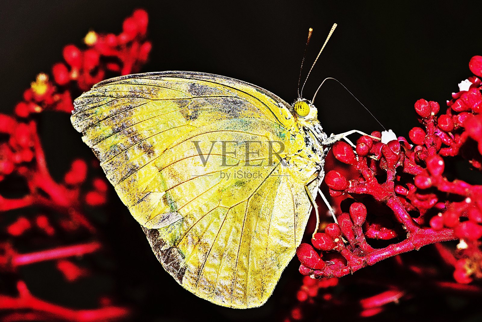 蝴蝶在喝花汁。照片摄影图片