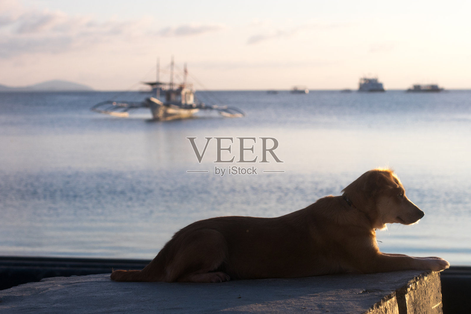 日出中的狗照片摄影图片