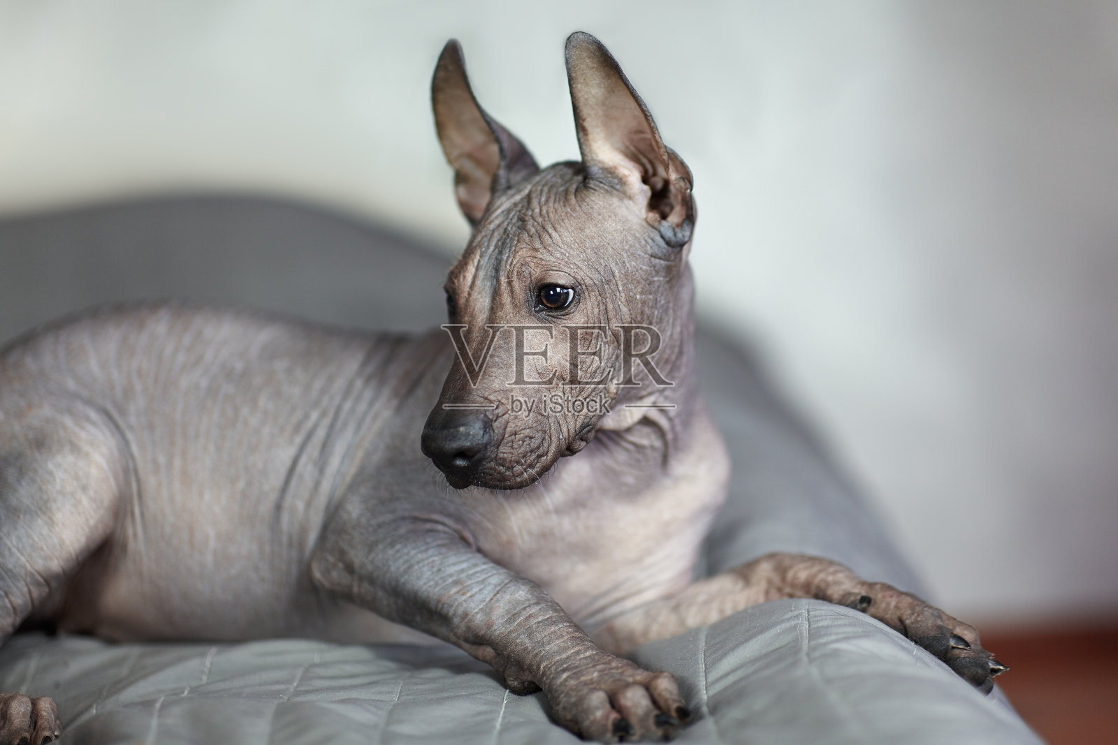 罕见品种的两个月大的幼犬- Xoloitzcuintle，或墨西哥无毛犬，标准尺寸。照片摄影图片