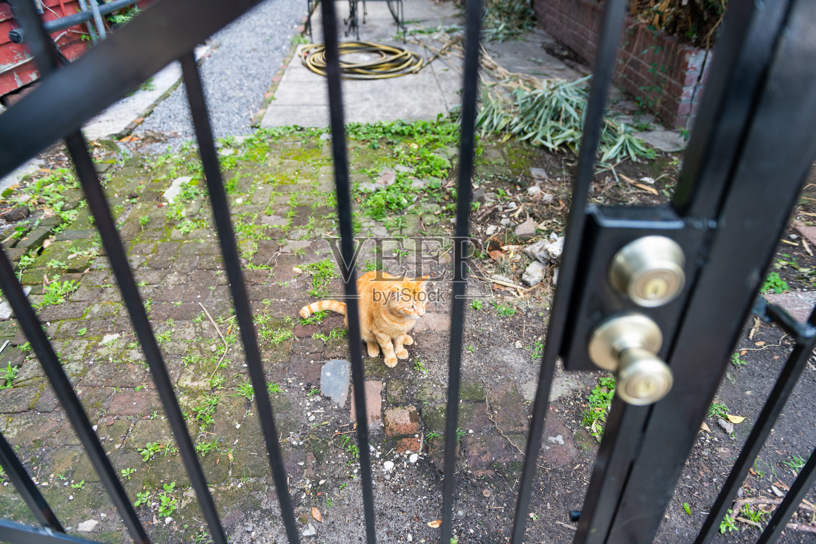 流浪的橙色虎斑猫流浪在路易斯安那州新奥尔良市的人行道上，饥饿和悲伤透过栅栏看着照片摄影图片