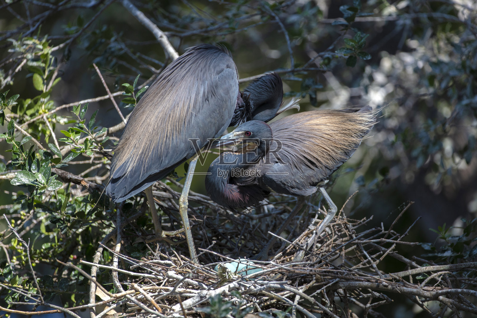 小蓝鹭照片摄影图片