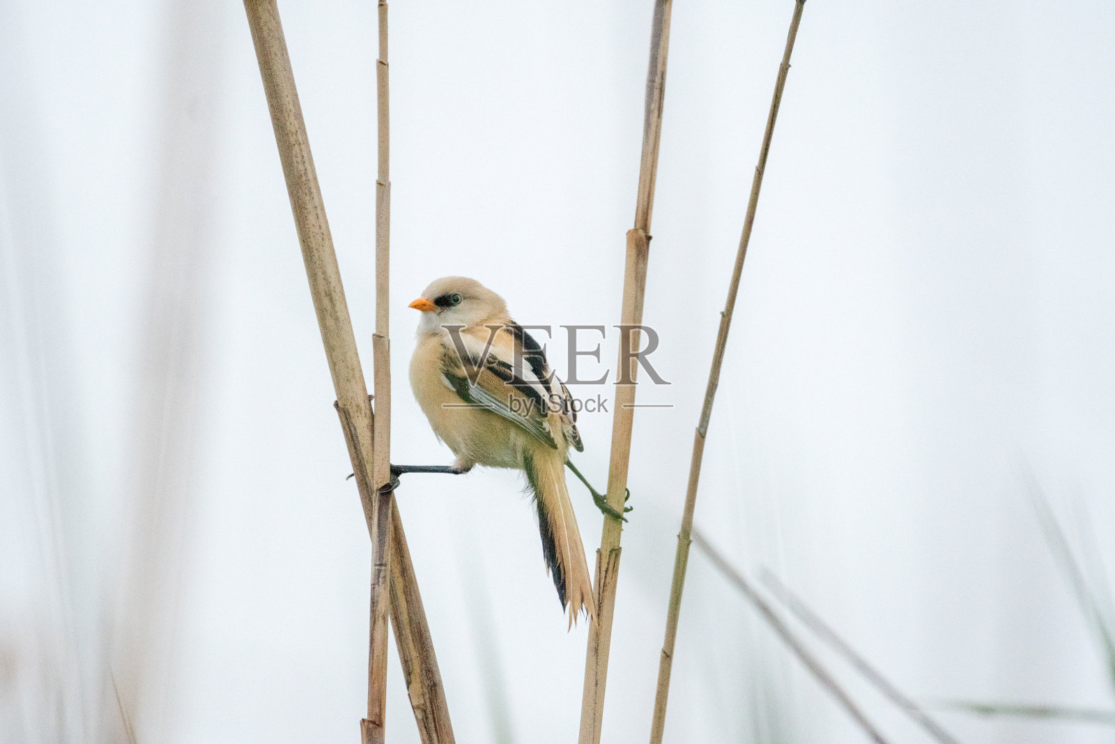 一个年轻的长胡子的芦苇在野外的特写-罗马尼亚照片摄影图片