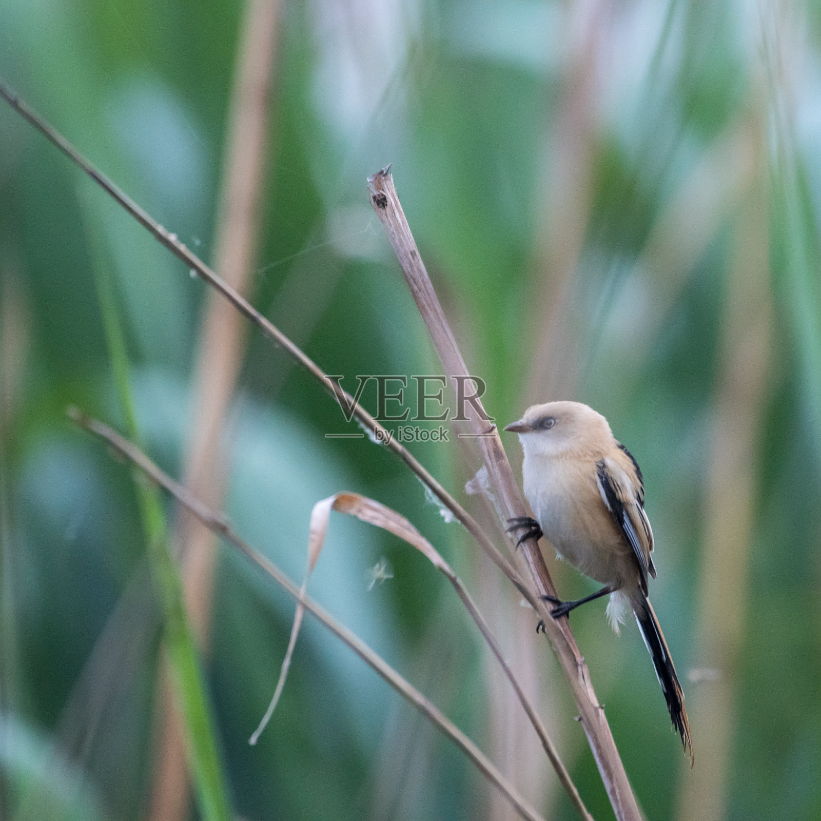 一个年轻的长胡子的芦苇在野外的特写-罗马尼亚照片摄影图片