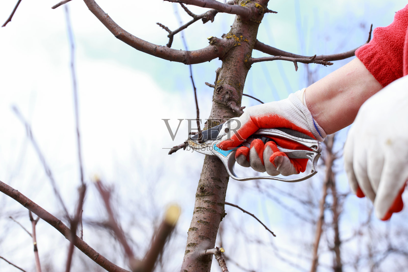 修剪果树照片摄影图片