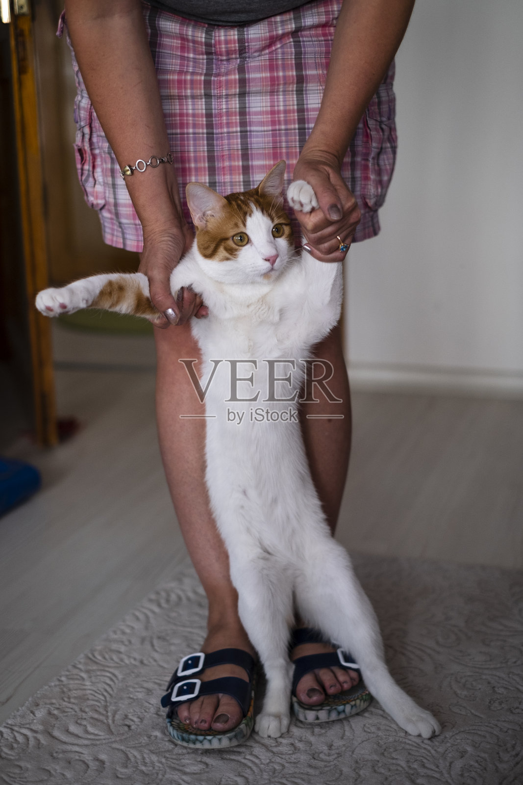 房间里的猫，室内的可爱宠物。照片摄影图片