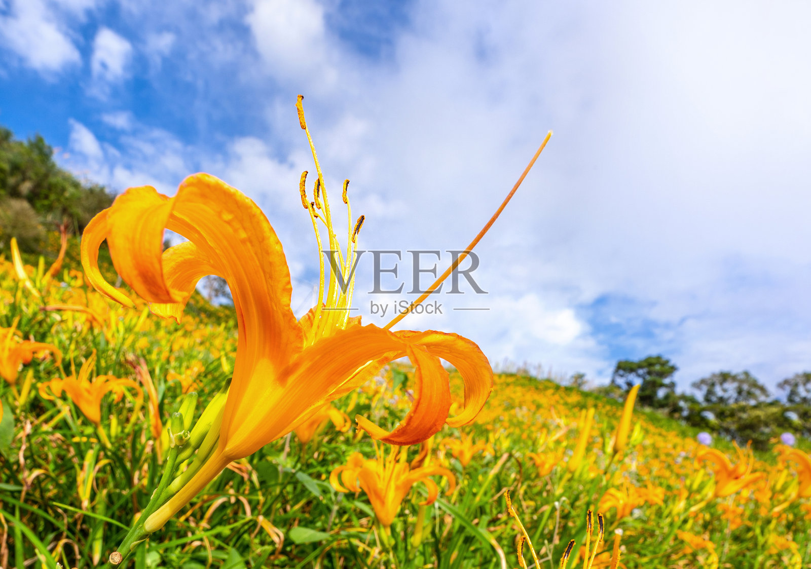 美丽的橘色黄花菜农场在六十石山(柳石丹山)与蓝天和云，阜里，花莲，台湾，近，复制空间照片摄影图片
