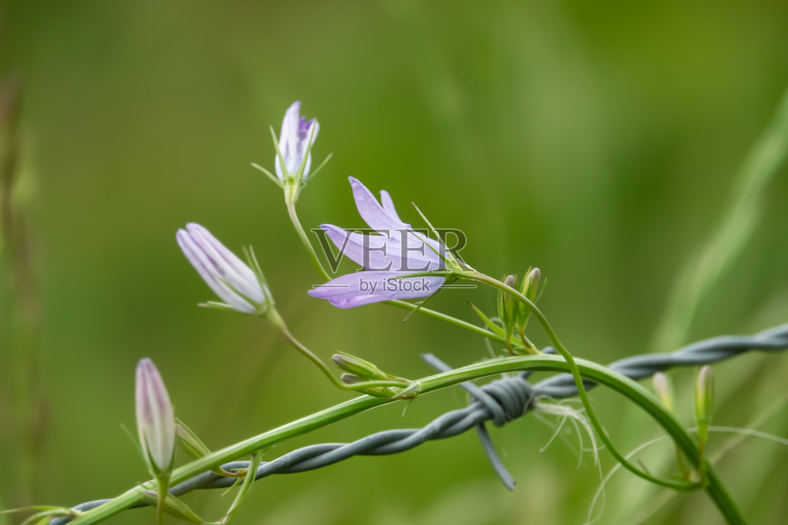 风铃花在春天开放照片摄影图片