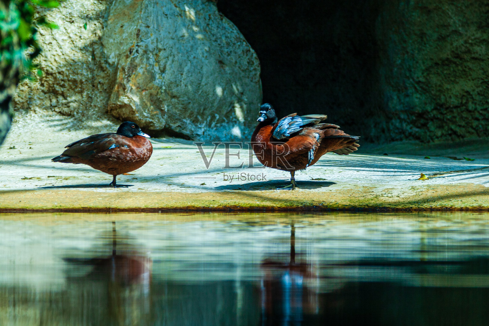 自然环境中的小鸟照片摄影图片